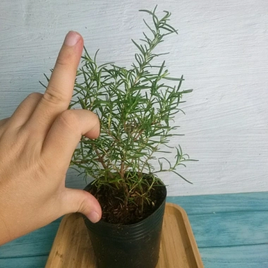 Cây Hương Thảo Mini – Cây cảnh để bàn, tỏa hương thơm, giảm stress, chỉ 35.000₫