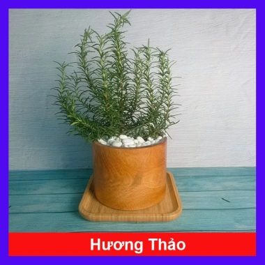 Cây hương thảo Rosemary - Đuổi muỗi, tỏa hương nhẹ, giảm 20% chỉ 32.000 VND