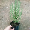 Cây hương thảo Rosemary - Đuổi muỗi, tỏa hương nhẹ, giảm 20% chỉ 32.000 VND 2