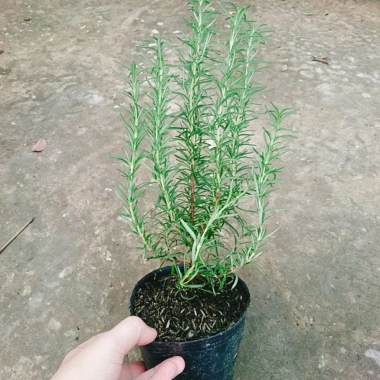 Cây hương thảo Rosemary - Đuổi muỗi, tỏa hương nhẹ, giảm 20% chỉ 32.000 VND