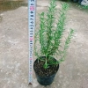 Cây hương thảo Rosemary - Đuổi muỗi, tỏa hương nhẹ, giảm 20% chỉ 32.000 VND 3