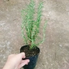 Cây hương thảo Rosemary - Đuổi muỗi, tỏa hương nhẹ, giảm 20% chỉ 32.000 VND 4