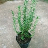 Cây hương thảo Rosemary - Đuổi muỗi, tỏa hương nhẹ, giảm 20% chỉ 32.000 VND 5