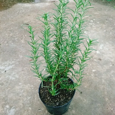 Cây hương thảo Rosemary - Đuổi muỗi, tỏa hương nhẹ, giảm 20% chỉ 32.000 VND 5 Cây hương thảo Rosemary - Đuổi muỗi, tỏa hương nhẹ, giảm 20% chỉ 32.000 VND 5