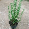 Cây hương thảo Rosemary - Đuổi muỗi, tỏa hương nhẹ, giảm 20% chỉ 32.000 VND 6