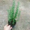 Cây hương thảo Rosemary - Đuổi muỗi, tỏa hương nhẹ, giảm 20% chỉ 32.000 VND 7