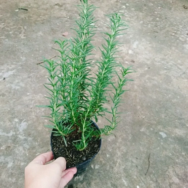 Cây hương thảo Rosemary - Đuổi muỗi, tỏa hương nhẹ, giảm 20% chỉ 32.000 VND