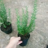 Cây hương thảo Rosemary - Đuổi muỗi, tỏa hương nhẹ, giảm 20% chỉ 32.000 VND 8
