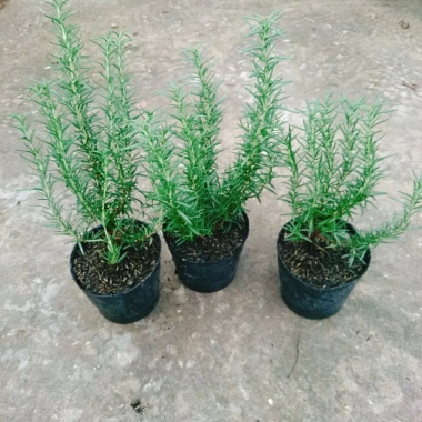 Cây hương thảo Rosemary - Đuổi muỗi, tỏa hương nhẹ, giảm 20% chỉ 32.000 VND