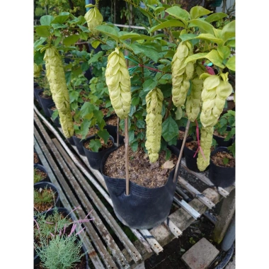 Cây Huyền Trân Công Chúa 2 tuổi, cao 60-100cm, chậu cây cảnh sân vườn - 55.000đ 3