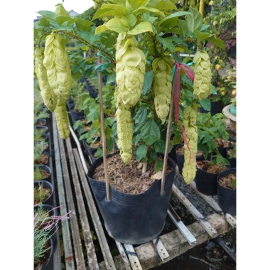 Cây Huyền Trân Công Chúa 2 tuổi, cao 60-100cm, chậu cây cảnh sân vườn - 55.000đ 4