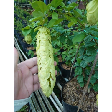 Cây Huyền Trân Công Chúa 2 tuổi, cao 60-100cm, chậu cây cảnh sân vườn - 55.000đ 6