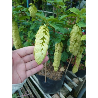 Cây Huyền Trân Công Chúa 2 tuổi, cao 60-100cm, chậu cây cảnh sân vườn - 55.000đ 7
