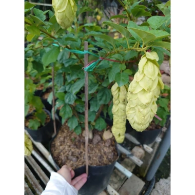 Cây Huyền Trân Công Chúa 2 tuổi, cao 60-100cm, chậu cây cảnh sân vườn - 55.000đ 8