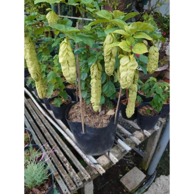 Cây Huyền Trân Công Chúa 2 tuổi, cao 60-100cm, chậu cây cảnh sân vườn - 55.000đ 9