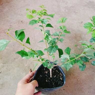Cây Huyền Trân Công Chúa 2 tuổi, cao 60-100cm, chậu cây cảnh sân vườn - 55.000đ 10