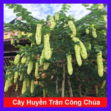 Cây Huyền Trân Công Chúa - Cây cảnh đẹp, giá 55.000₫, giảm mạnh, dễ chăm sóc