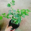Cây Huyền Trân Công Chúa - Cây cảnh đẹp, giá 55.000₫, giảm mạnh, dễ chăm sóc 3