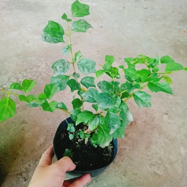 Cây Huyền Trân Công Chúa - Cây cảnh đẹp, giá 55.000₫, giảm mạnh, dễ chăm sóc