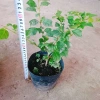 Cây Huyền Trân Công Chúa - Cây cảnh đẹp, giá 55.000₫, giảm mạnh, dễ chăm sóc 4