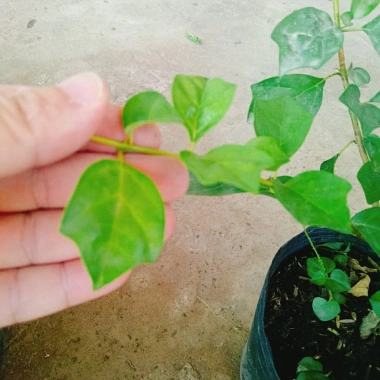 Cây Huyền Trân Công Chúa - Cây cảnh đẹp, giá 55.000₫, giảm mạnh, dễ chăm sóc