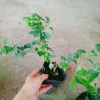Cây Huyền Trân Công Chúa - Cây cảnh đẹp, giá 55.000₫, giảm mạnh, dễ chăm sóc 6