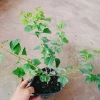 Cây Huyền Trân Công Chúa - Cây cảnh đẹp, giá 55.000₫, giảm mạnh, dễ chăm sóc 7