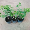 Cây Huyền Trân Công Chúa - Cây cảnh đẹp, giá 55.000₫, giảm mạnh, dễ chăm sóc 8