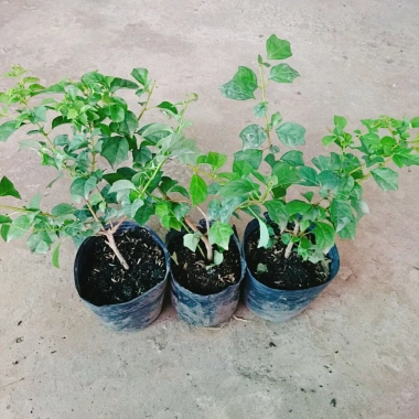 Cây Huyền Trân Công Chúa - Cây cảnh đẹp, giá 55.000₫, giảm mạnh, dễ chăm sóc