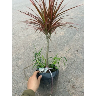 Cây Huyết Phất Dụ nội thất lá đỏ – Trang trí xanh mát, giảm giá, chỉ 305.000 VND 5