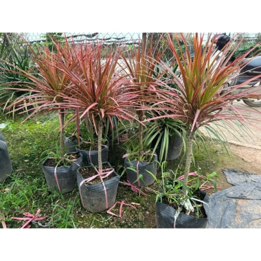 Cây Huyết Phất Dụ nội thất lá đỏ – Trang trí xanh mát, giảm giá, chỉ 305.000 VND 7