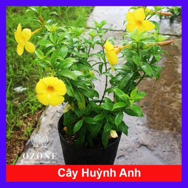 Cây Huỳnh Anh - Cây cảnh sân vườn giá ưu đãi 26.000₫, xanh mát, dễ chăm sóc