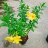 Cây Huỳnh Anh - Cây cảnh sân vườn giá ưu đãi 26.000₫, xanh mát, dễ chăm sóc 2