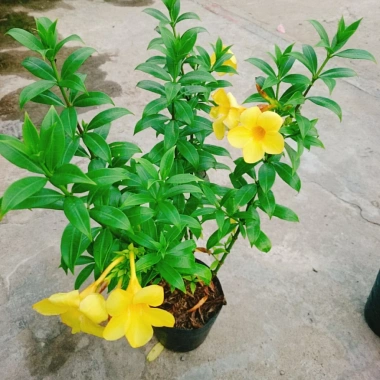 Cây Huỳnh Anh - Cây cảnh sân vườn giá ưu đãi 26.000₫, xanh mát, dễ chăm sóc 2 Cây Huỳnh Anh - Cây cảnh sân vườn giá ưu đãi 26.000₫, xanh mát, dễ chăm sóc 2