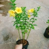 Cây Huỳnh Anh - Cây cảnh sân vườn giá ưu đãi 26.000₫, xanh mát, dễ chăm sóc 3
