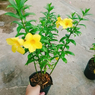 Cây Huỳnh Anh - Cây cảnh sân vườn giá ưu đãi 26.000₫, xanh mát, dễ chăm sóc