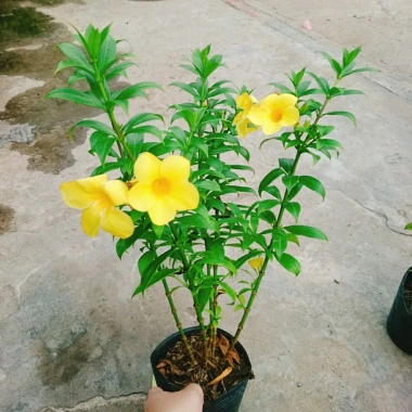 Cây Huỳnh Anh - Cây cảnh sân vườn giá ưu đãi 26.000₫, xanh mát, dễ chăm sóc 5 Cây Huỳnh Anh - Cây cảnh sân vườn giá ưu đãi 26.000₫, xanh mát, dễ chăm sóc 5