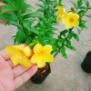 Cây Huỳnh Anh - Cây cảnh sân vườn giá ưu đãi 26.000₫, xanh mát, dễ chăm sóc 6
