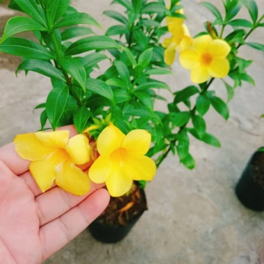 Cây Huỳnh Anh - Cây cảnh sân vườn giá ưu đãi 26.000₫, xanh mát, dễ chăm sóc 6 Cây Huỳnh Anh - Cây cảnh sân vườn giá ưu đãi 26.000₫, xanh mát, dễ chăm sóc 6