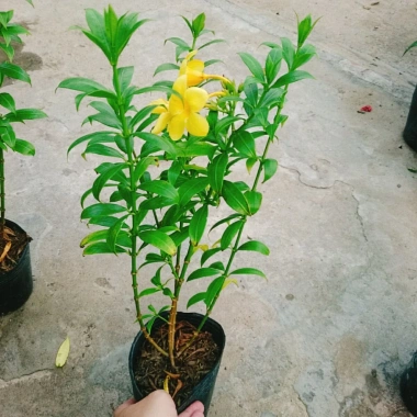 Cây Huỳnh Anh - Cây cảnh sân vườn giá ưu đãi 26.000₫, xanh mát, dễ chăm sóc