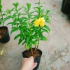 Cây Huỳnh Anh - Cây cảnh sân vườn giá ưu đãi 26.000₫, xanh mát, dễ chăm sóc 8