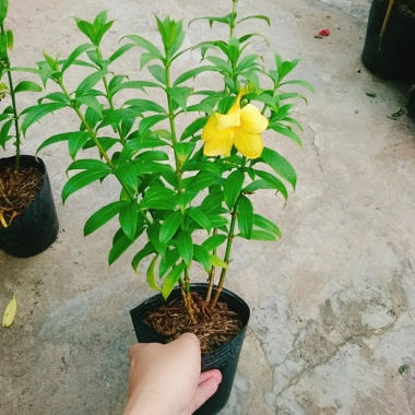 Cây Huỳnh Anh - Cây cảnh sân vườn giá ưu đãi 26.000₫, xanh mát, dễ chăm sóc