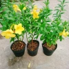 Cây Huỳnh Anh - Cây cảnh sân vườn giá ưu đãi 26.000₫, xanh mát, dễ chăm sóc 9