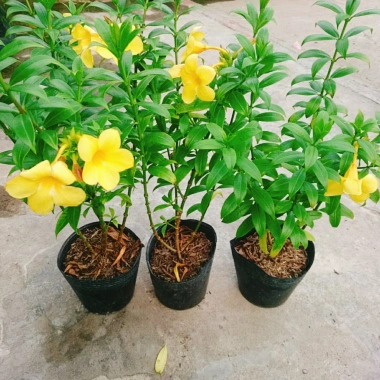 Cây Huỳnh Anh - Cây cảnh sân vườn giá ưu đãi 26.000₫, xanh mát, dễ chăm sóc 9 Cây Huỳnh Anh - Cây cảnh sân vườn giá ưu đãi 26.000₫, xanh mát, dễ chăm sóc 9