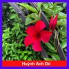Cây huỳnh anh đỏ (cây trang đài leo) - Cây cảnh sân vườn, giá 48.000đ, tặng phân bón