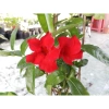 Cây huỳnh anh đỏ (cây trang đài leo) - Cây cảnh sân vườn, giá 48.000đ, tặng phân bón 2