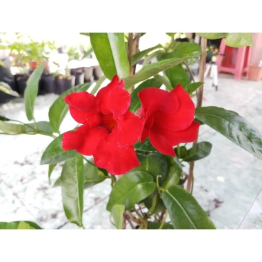 Cây huỳnh anh đỏ (cây trang đài leo) - Cây cảnh sân vườn, giá 48.000đ, tặng phân bón 2