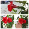 Cây huỳnh anh đỏ (cây trang đài leo) - Cây cảnh sân vườn, giá 48.000đ, tặng phân bón 3