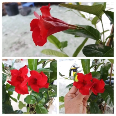 Cây huỳnh anh đỏ (cây trang đài leo) - Cây cảnh sân vườn, giá 48.000đ, tặng phân bón 3