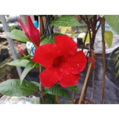 Cây huỳnh anh đỏ (cây trang đài leo) - Cây cảnh sân vườn, giá 48.000đ, tặng phân bón 4
